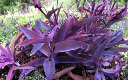 Purple Heart Tradescantia Pallida Cuttings 5+ Live Trailing Plant Unrooted Stems for Propagation