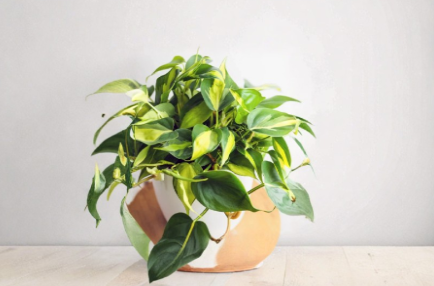 Philodendron Brasil Cuttings 3 Pack Unrooted Live Houseplant Propagation Green Yellow Variegation