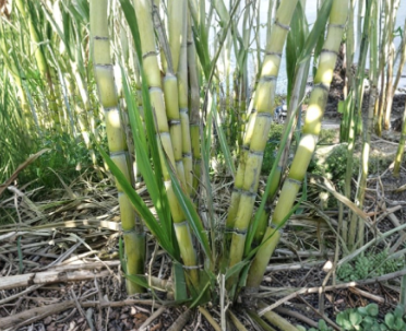 Rooted Sugarcane Cuttings Live Tropical Plant Saccharum officinarum for Garden, Landscape, Greenhouse