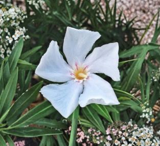White Oleander Cuttings 7 Pack, 6-Inch Unrooted Nerium Oleander Flowering Shrub Stems for Propagation