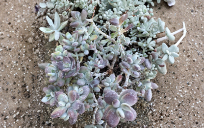 Unrooted Succulent Cuttings - Lady Fingers Cotyledon orbiculata, 4-inch Petite Purple & Blue-Green Foliage