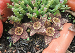 Orbea Variegata Succulent Cuttings 3 Inch Lifesaver Plant Live Unrooted Propagation Clippings