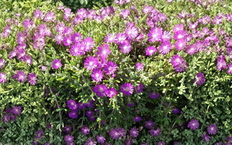 Creeping Ice Plant Cuttings | Purple Pink Ground Cover Succulent | Delosperma cooperi for Rock Garden & Xeriscape