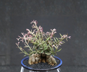 Monadenium Rubellum Seeds 5 Pack | Caudex Succulent for Bonsai & Collection | Euphorbia Variant