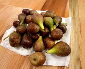 Violetta Fig Tree Cuttings Set of 4 | Cold Hardy Ficus carica Propagation for Home Garden & Orchard
