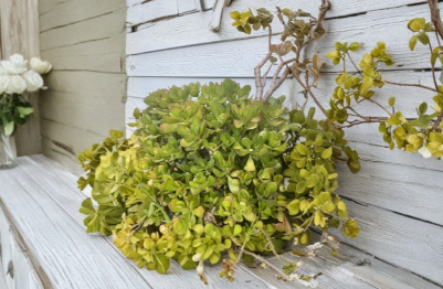 Unrooted Jade Plant Cuttings 4-6 Inches Crassula Ovata Succulent Propagation Clippings