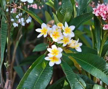 Plumeria Celadine Unrooted Cutting – 17-19 Inch Multi Tip Frangipani Tree for Propagation & Outdoor Growing