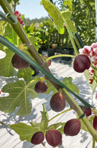 Organic Chicago Hardy Fig Cuttings 4 Pack Ficus carica Cold Hardy Fruit Tree for Rooting and Grafting