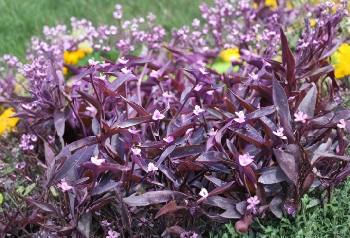Purple Heart Tradescantia Cuttings - 10 Trailing Houseplant Stems for Propagation, Deep Purple Foliage, Indoor/Outdoor Garden
