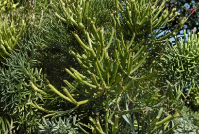 Euphorbia Tirucallii Pencil Cactus Cuttings – 4 Unrooted Succulent Stems for Propagation, Indoor & Outdoor Landscaping