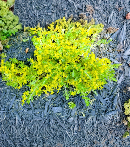 Creeping Sedum Ground Cover Cuttings – 25 Live 1-3 Inch Stonecrop Plants for Rock Garden, Landscape, Borders, Drought Tolerant