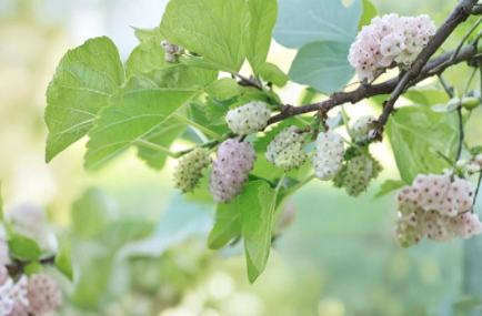 White Mulberry Cuttings 6-8 Inches Morus alba Unrooted Propagation Tree for Backyard Garden