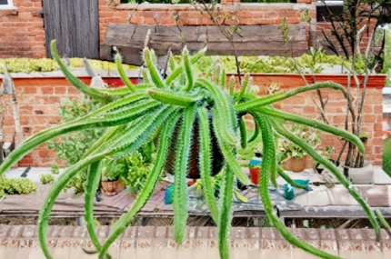Dog Tail Cactus Cuttings, Trailing Succulent Stems, Hanging Cactus Plant, Selenicereus testudo, Unrooted Propagation Stems