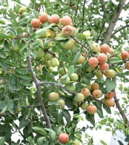 Shanxi Li Jujube Tree Scionwood Set of 10 Unrooted Grafting Cuttings | Ziziphus jujuba Cultivar Propagation