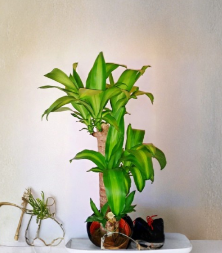 Dracaena fragrans ‘Massangeana’ Cutting - Indoor Propagation Stem for Corn Plant, Palo de Agua, Brazil Wood
