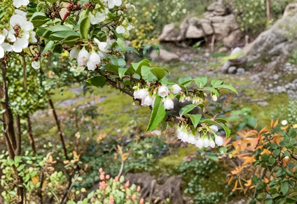 Evergreen Huckleberry Cuttings – 6 Live Unrooted Vaccinium ovatum Shrubs for Edible Landscape & Native Garden