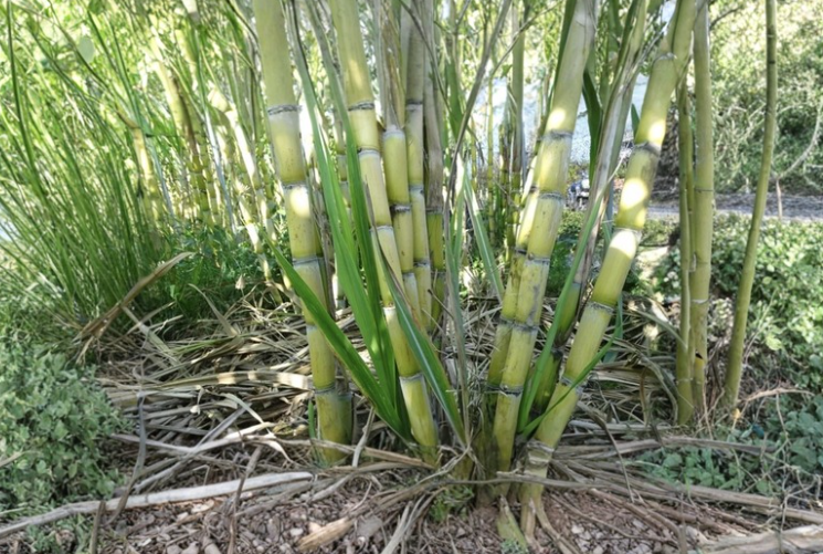 Rooted Sugarcane Plants Saccharum Officinarum Tropical Cane Starter Plants for Garden