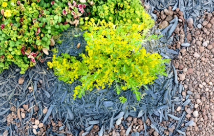 Creeping Sedum Ground Cover Plants 25 Cuttings | Stonecrop Perennial for Rock Gardens & Borders
