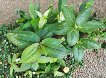 Wandering Jewel Tradescantia zebrina 'Flame Dance' Variegated Houseplant for Indoor Containers
