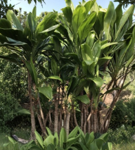 Hawaiian Green Ti Leaf Cuttings - 50 Unrooted Starter Logs for Propagation - Cordyline fruticosa Tropical Foliage Plant