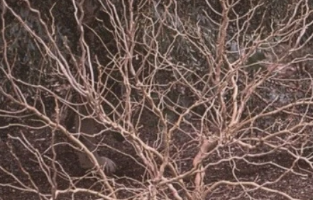 Contorted Mulberry Scion Cuttings 5 Pack for Grafting Morus spp. Ornamental Twisted Branches