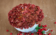 Coral Reef Sedum Cuttings 5 Pack | Cold Hardy Succulent Ground Cover | Spreading Mat-Forming Plant | Sedum spp.
