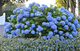Blue Hydrangea Cuttings Unrooted Propagation Lot of 10 | Hydrangea macrophylla Blue Flowers