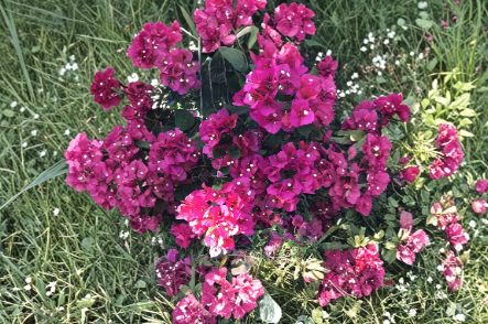 Bougainvillea Fuchsia Cuttings 8 Pieces Unrooted Flowering Vine for Garden, Trellises & Containers Bougainvillea spp.
