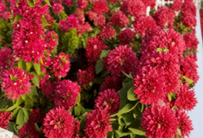Torch Glow Bougainvillea Starter Plant - Small Rooted Tropical Flowering Shrub for Containers & Gardens