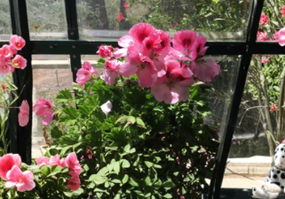 Martha Washington Geranium Cuttings - 4 Mix Pelargonium Flowering Plants for Rooting Indoor Outdoor Garden