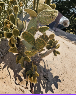 Unrooted Bunny’s Ears Cactus Cuttings 20 Pack, Opuntia microdasys, 3-5 Inches, Green Pads, Succulent Propagation