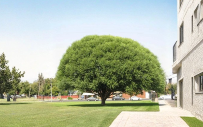 Globe Willow Tree Cuttings Salix spp. Propagation Stems for Landscape Screening and Shade
