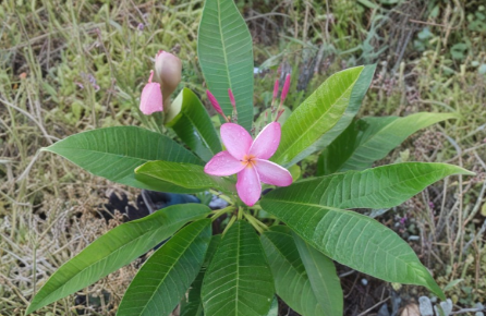 Plumeria Single Tip Cutting 8-10 Inches Unrooted Frangipani Propagation Plant