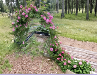 Peggy Martin Rose Cuttings 10 Pack – Pink Unrooted Climbing Rose Stems for Propagation, Rosa spp.