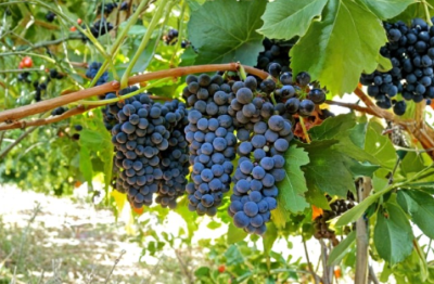 Petite Sirah Grape Vine Cuttings Set of 3 | Unrooted Hardwood Vitis vinifera ‘Durif’ for Propagation