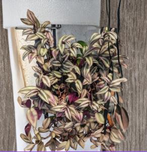 Tradescantia zebrina Live Plant Cuttings – Silver and Purple Striped Trailing Houseplant Set of 5