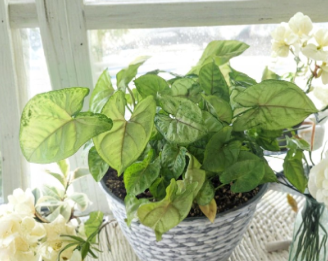 Berry Allusion Syngonium Cuttings 5 Pack, Pink Green Foliage, Unrooted Arrowhead Plant, Indoor Tropical Houseplant