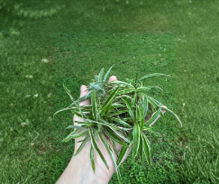 Reverse Variegated Spider Plant Cuttings - 10 Unrooted Chlorophytum comosum Indoor Houseplant Propagation