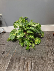 Variegated Hawaiian Giant Golden Pothos Live Rooted Plant, Epipremnum Aureum, Large Leaf Indoor Houseplant