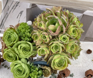 Unrooted Aeonium Succulent Cuttings, 3-Inch Rosette, Green Foliage, Perennial, for Containers & Garden Beds