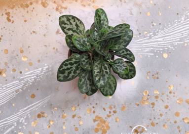 Primulina Leaf Cuttings Assorted Varieties Indoor Houseplant Propagation Labeled for Rooting