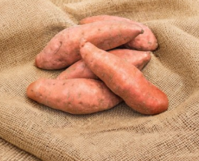 Sweet Potato Slips Covington Variety Live Rooted Plants Set of 24 | Ipomoea batatas Vegetable Garden Plants