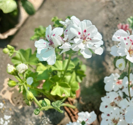White Geranium Live Plant in 6 Inch Pot, Pelargonium spp., Flowering Houseplant
