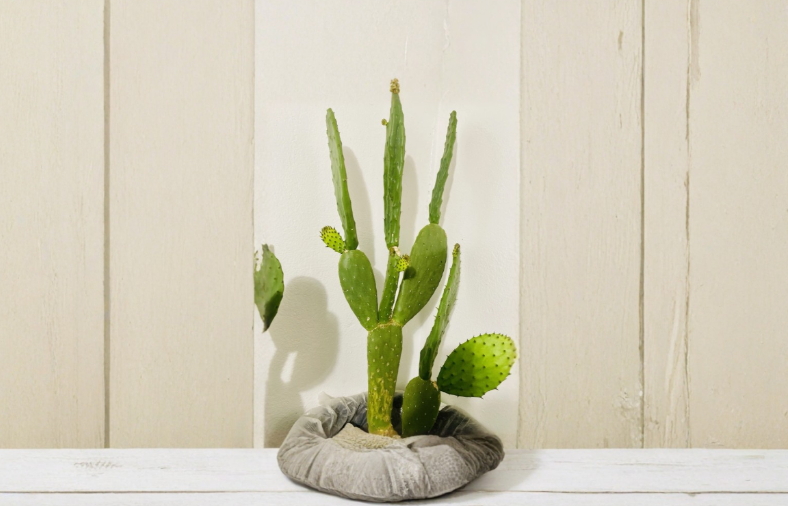 Opuntia ficus-indica Prickly Pear Cactus Pad Cutting - Desert Succulent for Outdoor Garden, Xeriscape, Drought Tolerant