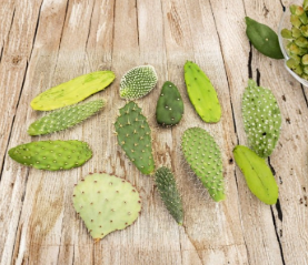 Opuntia Cactus Pads 6 Assorted Live Prickly Pear Succulent Cuttings for Propagation Desert Garden Outdoor Container