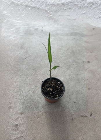 Live Sugarcane Plant in 8-Inch Pot, Saccharum spp., Tropical Grass for Garden or Container Growth