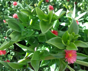 Aptenia Cordifolia Cuttings – Red Pink Baby Sun Rose Succulent Ground Cover, 4-7 Inch Stem Segments