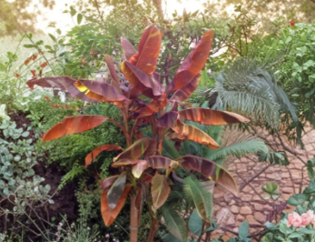 Siam Ruby Ornamental Banana Live Plant | Rooted Starter with Red and Green Variegated Foliage | Musa Siam Ruby Tropical Plant