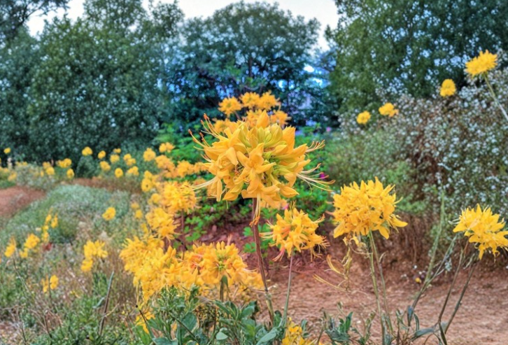 Gold Strike Aromi Azalea Starter Plant, Deciduous Rhododendron Hybrid, Spring Blooming, Yellow Flowers, Rhododendron aromi series