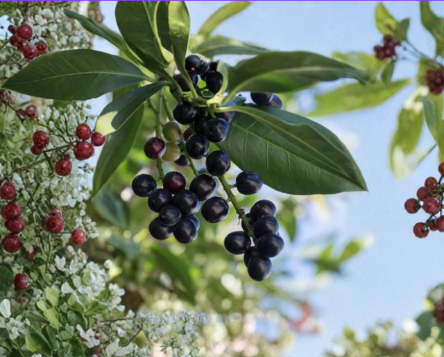 12 Carolina Cherry Laurel Cuttings - Unrooted Prunus caroliniana Evergreen Shrub for Hedges & Privacy